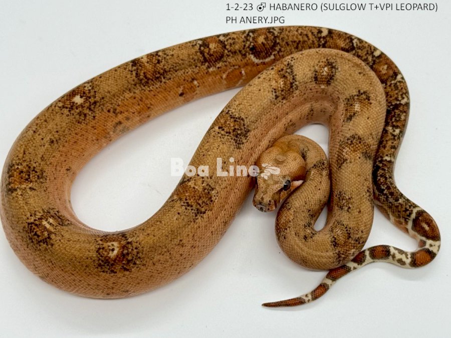 HABANERO (SULGLOW T+VPI LEOPARD) PH ANERY